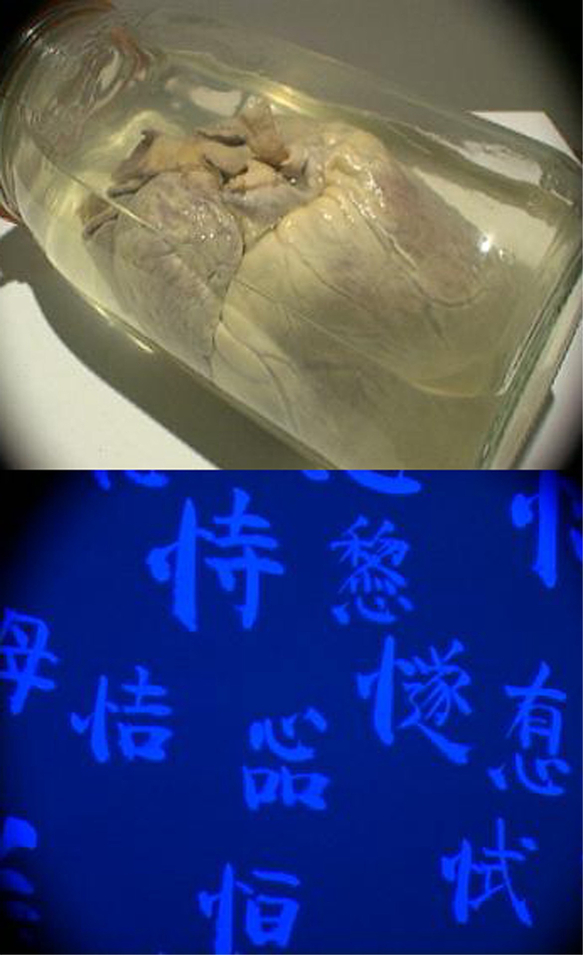《心·心》 图像 2